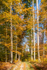 A forest road across a beech forest in the autumn