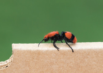 Cow Killer/Wingless Wasp