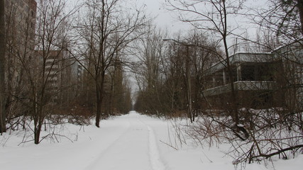 An abandoned building overgrown with trees in Pripyat, the Chernobyl zone, the consequences of a...