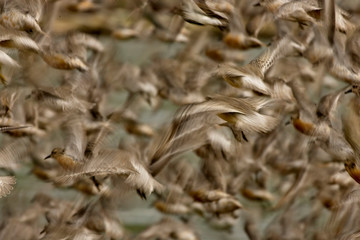 Flock of Red Knot (Calidris canutus) taking off, Norfolk, England, UK. (Slow shutter speed)