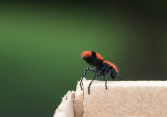 Cow Killer/Wingless Wasp
