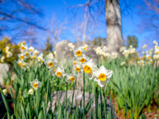 Obraz premium 【静岡県伊豆市】公園に咲く水仙の花【修善寺虹の郷】