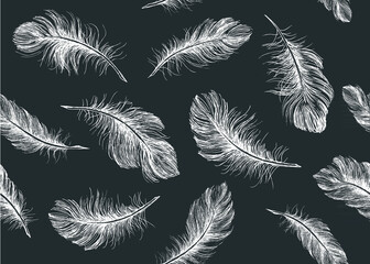 Obraz premium Hand drawn feather on white background