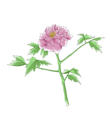 Colorful illustration of peony, isolated.