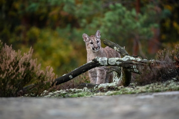 Obraz premium Cougar (Puma concolor), also commonly known as the mountain lion, puma, panther, or catamount. is the greatest of any large wild terrestrial mammal in the western hemisphere.