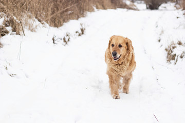 old golden retriever dog winter portrait