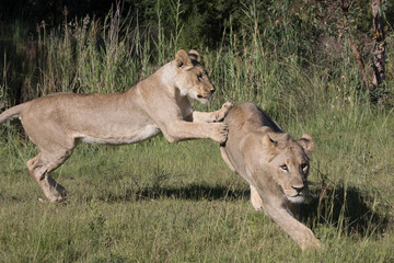 Fototapeta na wymiar Lion Africa 