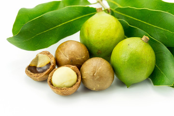 Group of macadamia in husk and in shell isolated on white background