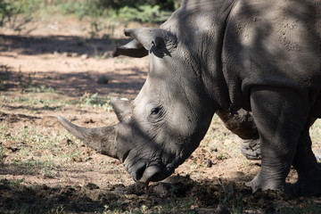 Fototapeta premium Rhino South Africa Africa