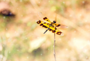 Close up of small yellow and brown color dragonfly softness background