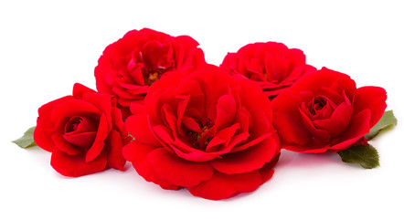Red beautiful roses.