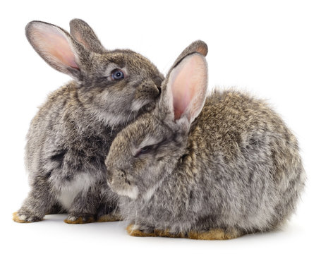 Two gray rabbits isolated