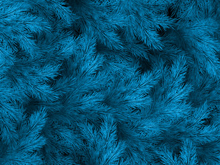 Obraz premium Blue green branches of a fur-tree, spruce or pine with copyspace. EPS 10