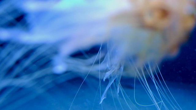 Common jellyfish medusa - Aurelia aurita - known also as moon jellyfish, moon jelly or saucer jelly - native to most of ocean environments - in a marine aquarium