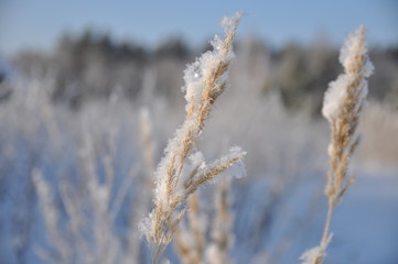 Колос в снегу