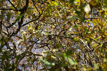 An old maple tree inside the hyde park