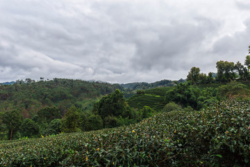 Amazing landscape view of tea plantation in sunset time.