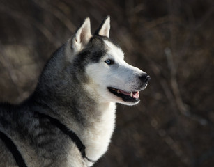 Husky Looking to the Right Against a Dark Wooded Background