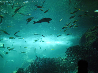 水族館