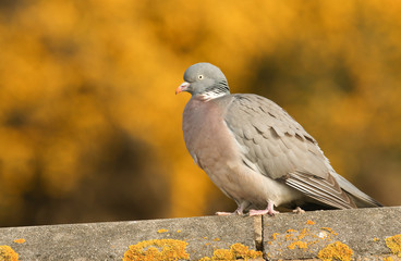 Obraz premium A beautiful Woodpigeon (Columba palumbus) perched on a wall with a golden bokeh.