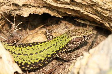A stunning male Wall Lizard (Podarcis muralis) hiding in the undergrowth.