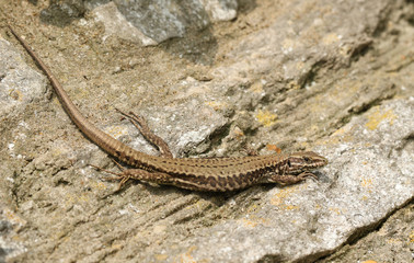 A beautiful female Wall Lizard (Podarcis muralis) sunning itself on a stone wall.