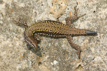 A beautiful wild Wall Lizard (Podarcis muralis) sunning itself on a stone wall.