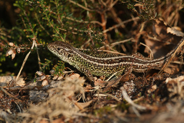 A rare Sand Lizard (Lacerta agilis) sunning itself in the undergrowth.
