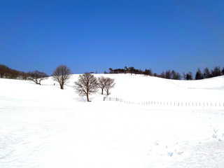 대관령 "양떼목장"의 겨울 풍경이다