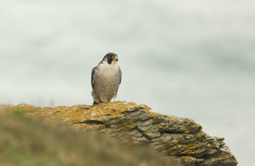 A stunning Peregrine (Falco peregrinus) perched on a cliff at the coast. It is looking for its next meal.