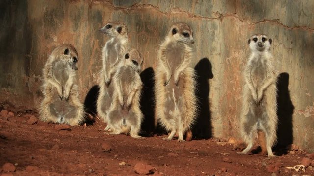 Meerkat (Suricata suricatta) family basking in the sun, South Africa
