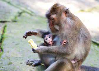 A monther monkey is feeding her baby and holding a banana at her other hand