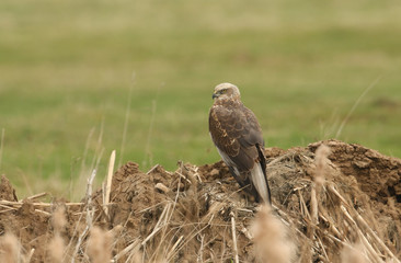 	 A stunning Marsh Harrier (Circus aeruginosus) perched on a soil mound on the ground.	