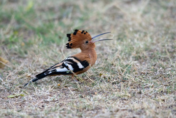 African Hoopoe