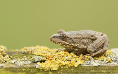 A Marsh Frog (Rana Ridibunda) sitting on stump covered in lichen .
