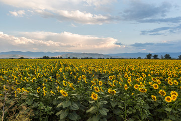 Fototapeta na wymiar Sunflower field with blue sky