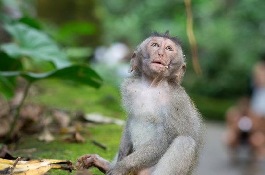 A slim monkey in jungle is concentrated to something and looks upwards