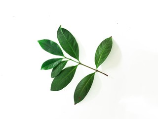 bay leaf.