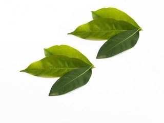 three bay leaves