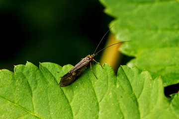 Caddis fly