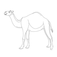 cartoon camel ,vector illustration , lining draw,profile side