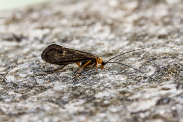 Caddis fly