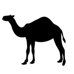 cartoon camel ,vector illustration , black silhouette,profile 