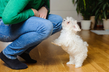White-suited Maltese puppy playing with the owner