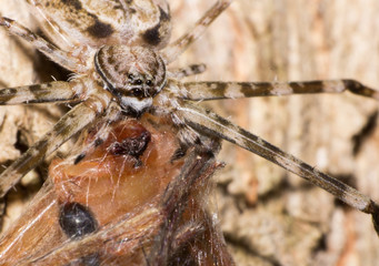 little Spider in macro view, the macro of animal, inscet in wildlife