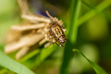 Caddis fly