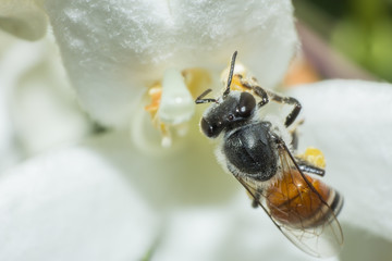 the Macro of bee working on white flower, the macro of insect, animal wildlife