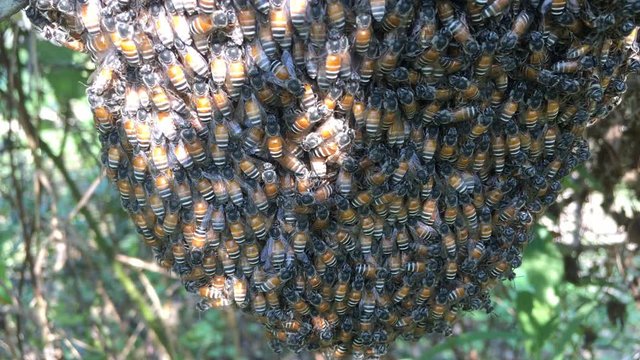 close up of bee hive in forest