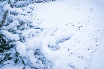 winter tree in park background