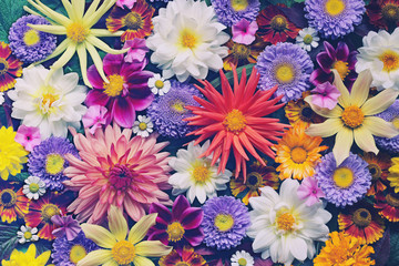 floral background for greeting or postcard. toning - obrazy, fototapety, plakaty